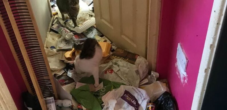 Woman with cats in 'disgusting environment' banned from keeping animal