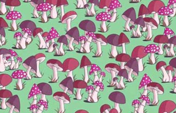 You could have the eyes of a hawk if you can spot the hidden mouse in the mushrooms in under 7 seconds | The Sun