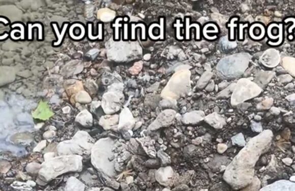 You have 20/20 vision if you can find the frog camouflaged among the rocks in under 15 seconds | The Sun