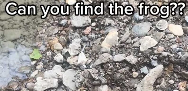 You have 20/20 vision if you can find the frog camouflaged among the rocks in under 15 seconds | The Sun