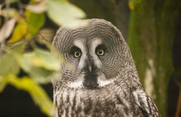 You have 20/20 vision if you can lay eyes on the wise owl hiding in the forest in under 5 seconds | The Sun