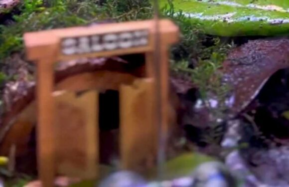 You have 20/20 vision if you can spot the frog hiding in the tank in less than 14 seconds | The Sun