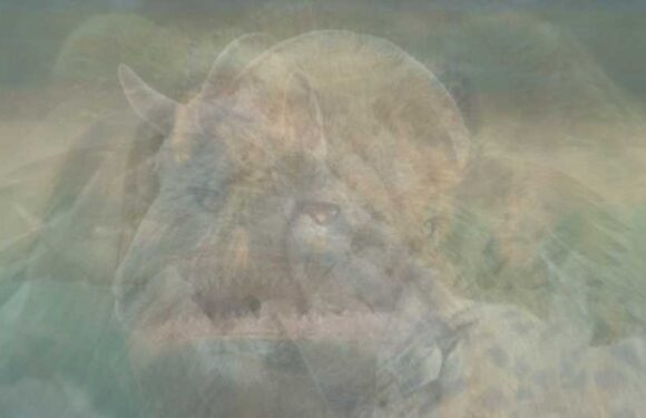 You have eyes of a hawk if you spot all 8 animals in under 30 seconds & what you see first reveals your true personality | The Sun