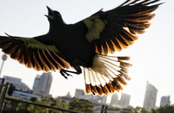 ‘Stealth bombers’: Why swooping season is getting worse
