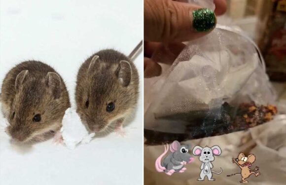 4 things hiding in your cupboard that instantly work as mouse repellents as the unexpected guests begin to invade homes | The Sun