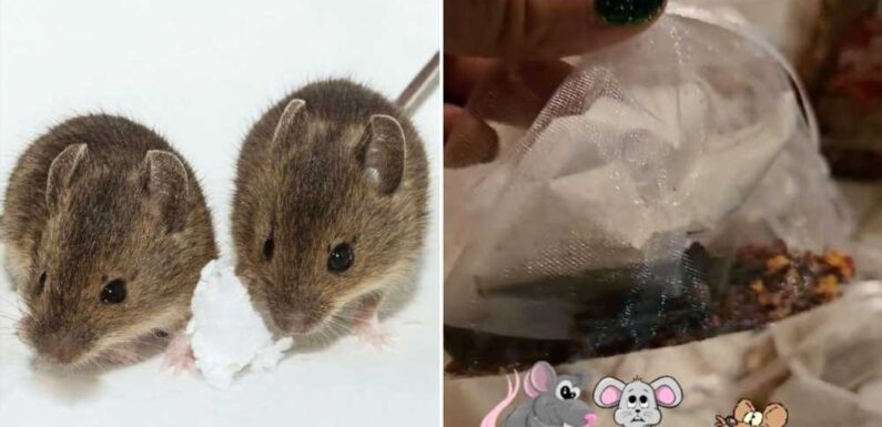 4 things hiding in your cupboard that instantly work as mouse repellents as the unexpected guests begin to invade homes | The Sun
