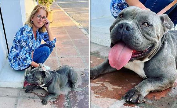 A Place in the Sun’s Jasmine Harman rescues ‘terrified’ dog from highway traffic