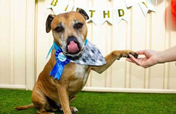 A dog longevity drug could be on the market by 2026 – is this for real?