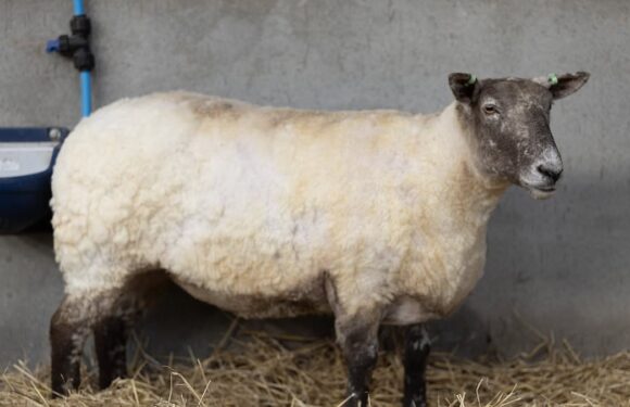 Animal rights activists demand Fiona the ewe not be a 'spectacle'