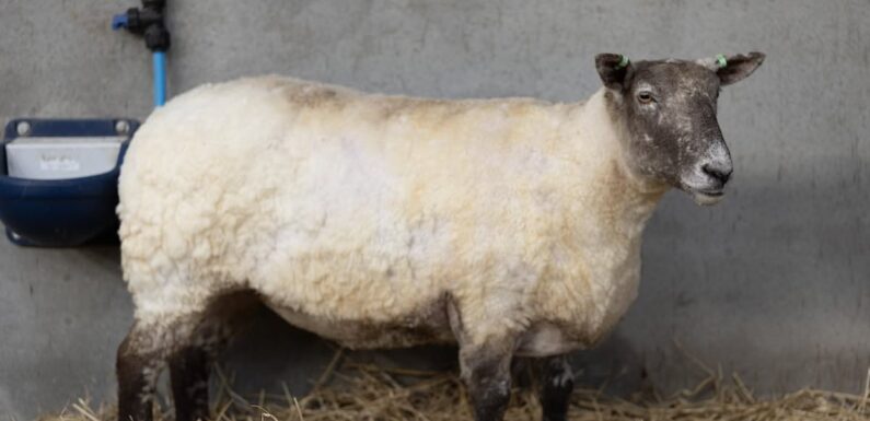 Animal rights activists demand Fiona the ewe not be a 'spectacle'
