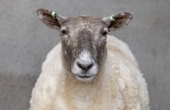 Britain's loneliest sheep is sheared by volunteers after rescuing her