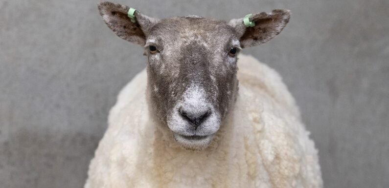 Britain's loneliest sheep is sheared by volunteers after rescuing her
