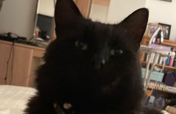 Cat who vanished two years ago is found metres away from owner's home