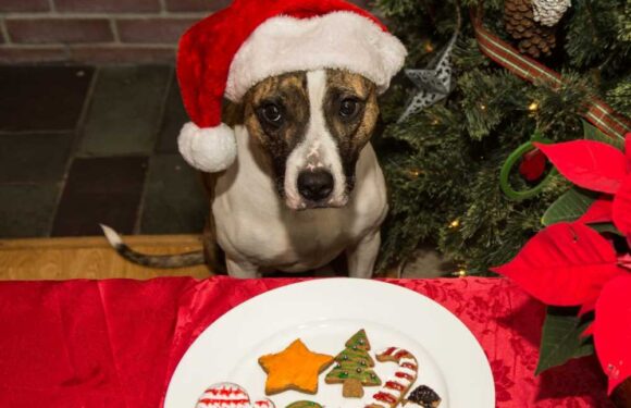 Dog owners issued urgent warning over popular festive treat and it could be fatal for your pet | The Sun