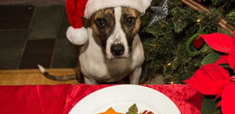 Dog owners issued urgent warning over popular festive treat and it could be fatal for your pet | The Sun