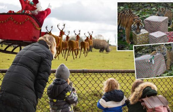 Enjoy a family day out at the zoo for under £20 with clever ticket hack – and your kids can meet Santa | The Sun