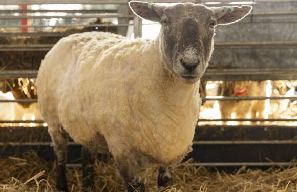 Ewe are obese! – Loneliest sheep Fiona ballooned to 14½st