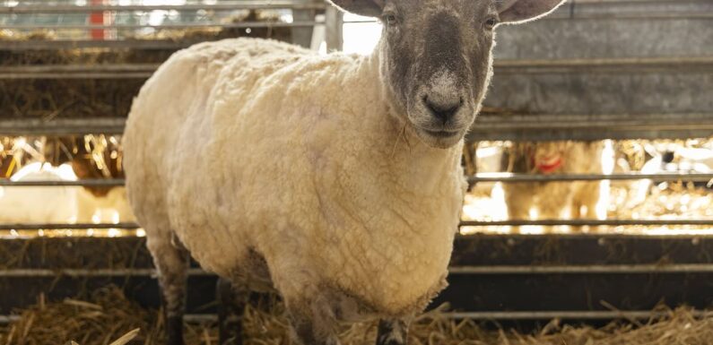 Ewe are obese! – Loneliest sheep Fiona ballooned to 14½st