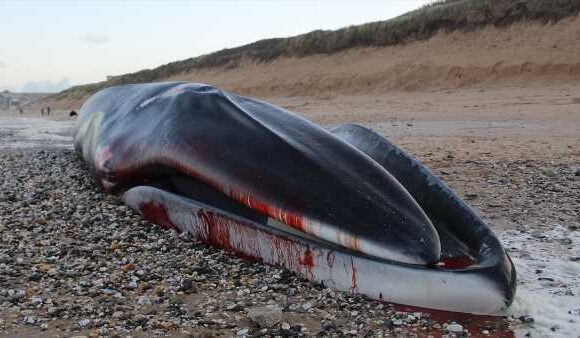 Experts warn whale carcass is about to explode on beach in Cornwall