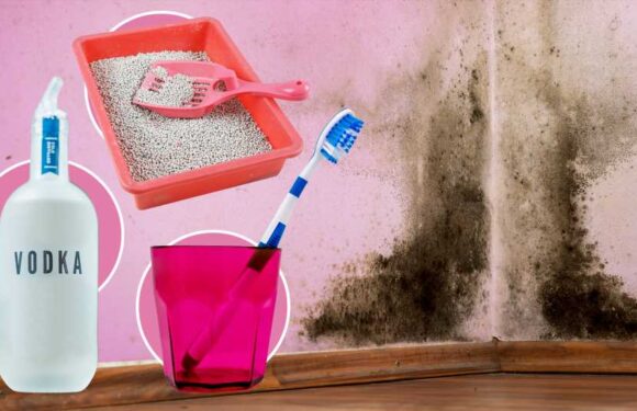 From a 10p boozy alcohol trick to a toothbrush hack for your dishwasher, here's how to tackle nasty mould on the cheap | The Sun
