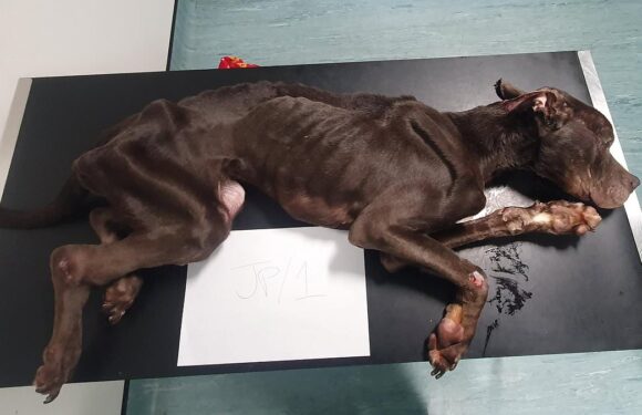 Heartbreaking pictures showing 'barely alive' dog left emaciated
