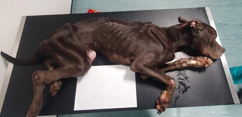 Heartbreaking pictures showing 'barely alive' dog left emaciated