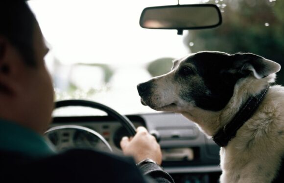 Highway Code rule could see drivers with dogs face £5k fines and penalty points