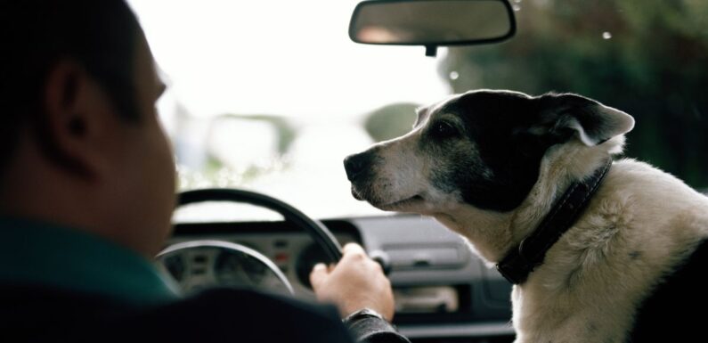 Highway Code rule could see drivers with dogs face £5k fines and penalty points