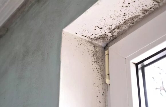 How to banish mould from homes in winter – from wiping surfaces to cooking tip