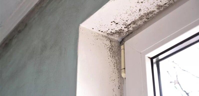 How to banish mould from homes in winter – from wiping surfaces to cooking tip