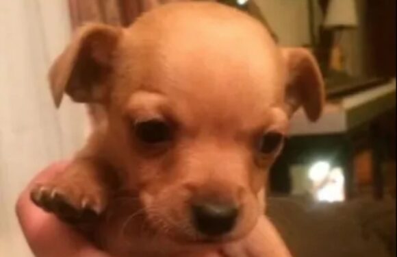 I bought a teacup Chihuahua but he just kept growing – he’s now double the size | The Sun