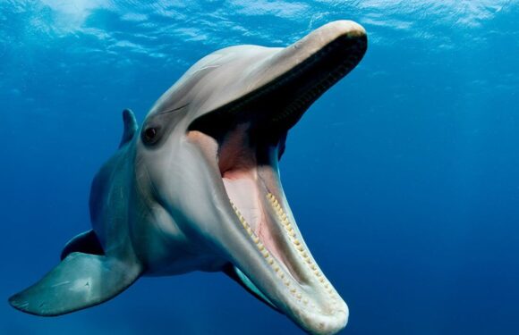 ‘I earn a living swimming with sharks – they’re not what you should worry about’