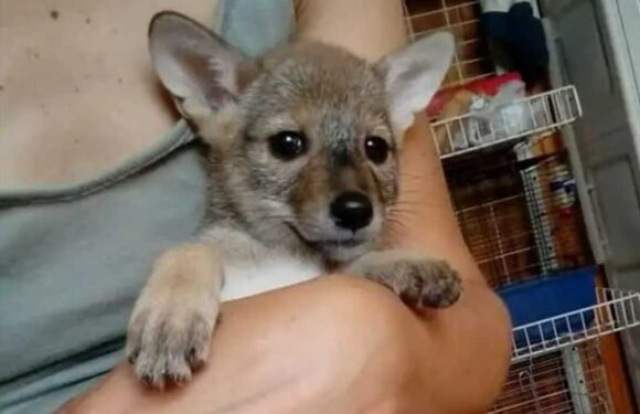 I took in five adorable puppies found dumped in cardboard box – I was horrified when they grew into pack of wild beasts | The Sun