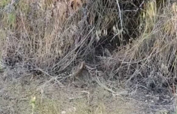 If you can spot the bunny hiding in the desert wildlife in less than 10 seconds, you could have a high IQ | The Sun