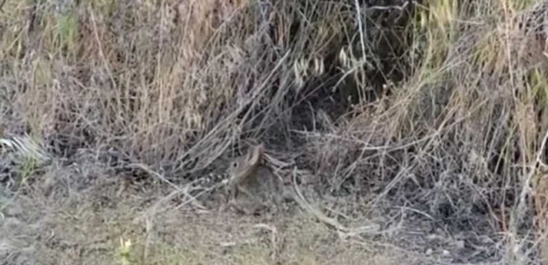 If you can spot the bunny hiding in the desert wildlife in less than 10 seconds, you could have a high IQ | The Sun