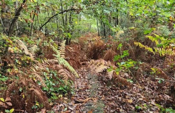 If you can spot the ginger dog camouflaged in the woods in less than 11 seconds you could have a high IQ | The Sun