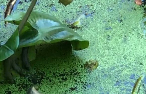 If you spot the frog hidden in the pond in 15 seconds before he moves, you ‘have X-ray vision’ | The Sun