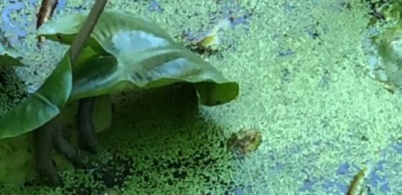 If you spot the frog hidden in the pond in 15 seconds before he moves, you ‘have X-ray vision’ | The Sun