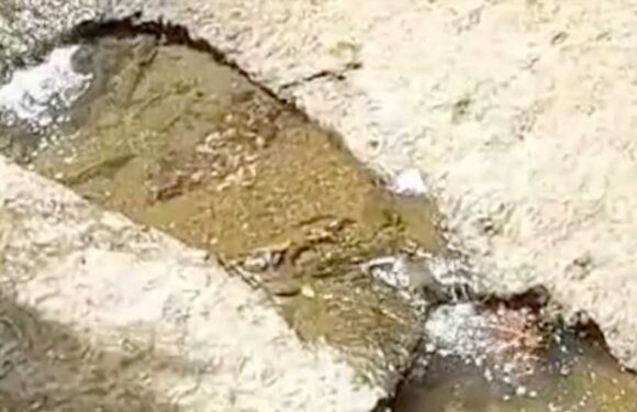 If you spot the turtle hiding on the sidewalk in less than seven seconds, you may have a high IQ | The Sun