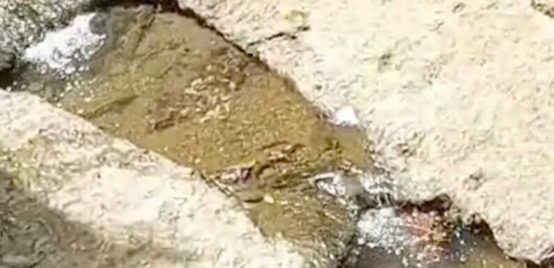 If you spot the turtle hiding on the sidewalk in less than seven seconds, you may have a high IQ | The Sun