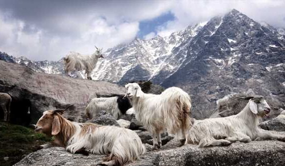 Maddy Fletcher on the world's most luxurious yarn – Cashmere