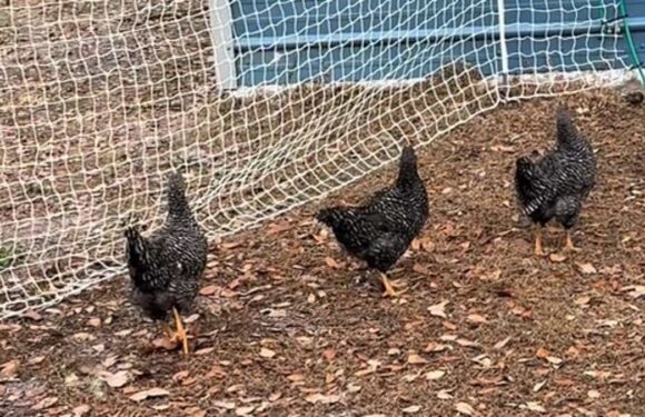Matrix glitch? Woman freaks out after her chickens act VERY strangely