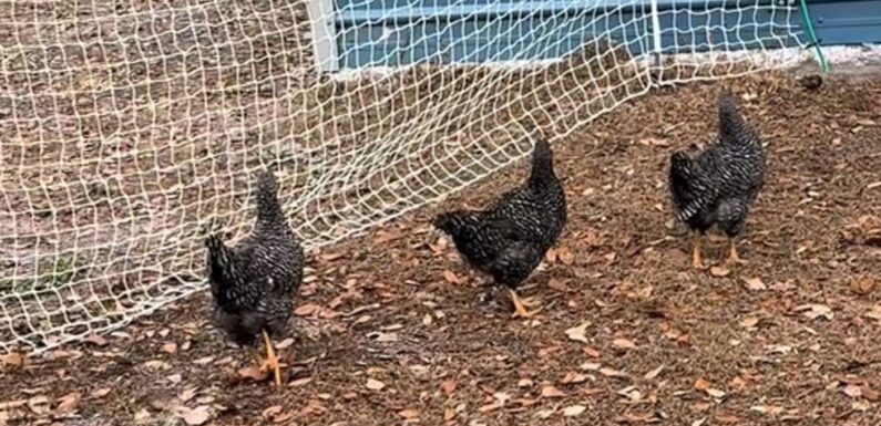 Matrix glitch? Woman freaks out after her chickens act VERY strangely