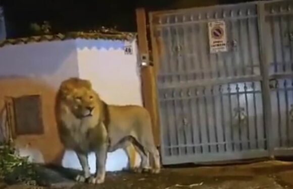 Moment escaped circus lion is finally captured and sedated