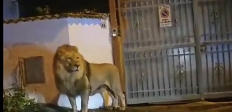 Moment escaped circus lion is finally captured and sedated