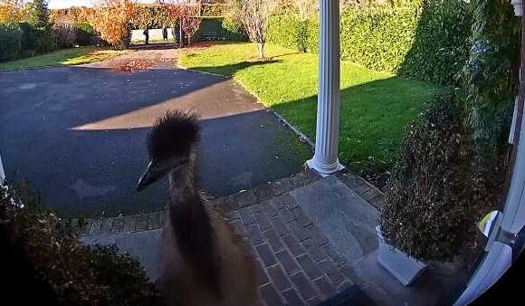 Moment on-the-run Emu wanders up to front door after escaping his home
