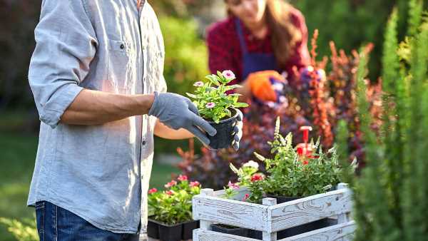 More than 30,000 gardeners are on allotment waiting lists in London