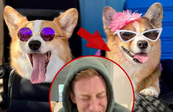 Olivia Of Viral Corgi Dog Duo 'Hammy & Olivia' Dead At 8 After Kidney Emergency