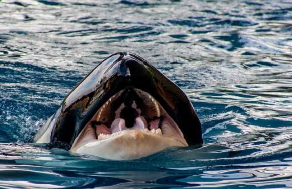 Orcas sink ANOTHER boat off Gibraltar after relentless 45-minute attack by killer whales ‘led by notorious White Gladis’ | The Sun