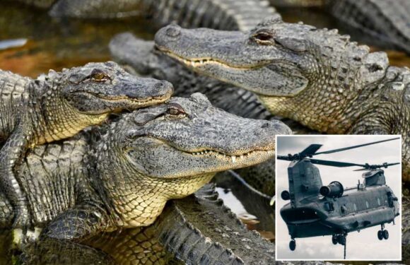 Orgy of 3,000 crocodiles whipped into mass sex frenzy by sound of HELICOPTERS flying overhead | The Sun